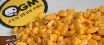 Le gouvernement doit interdire le maïs OGM !